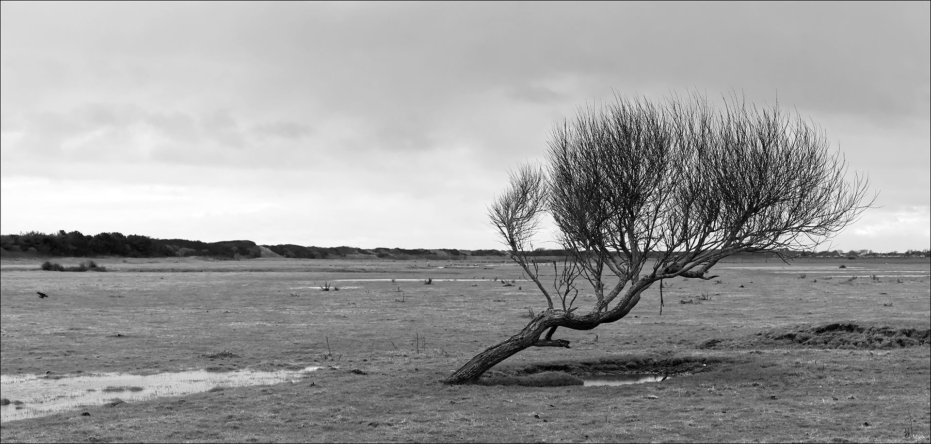 a monochrome photo of a simple wind blown tree