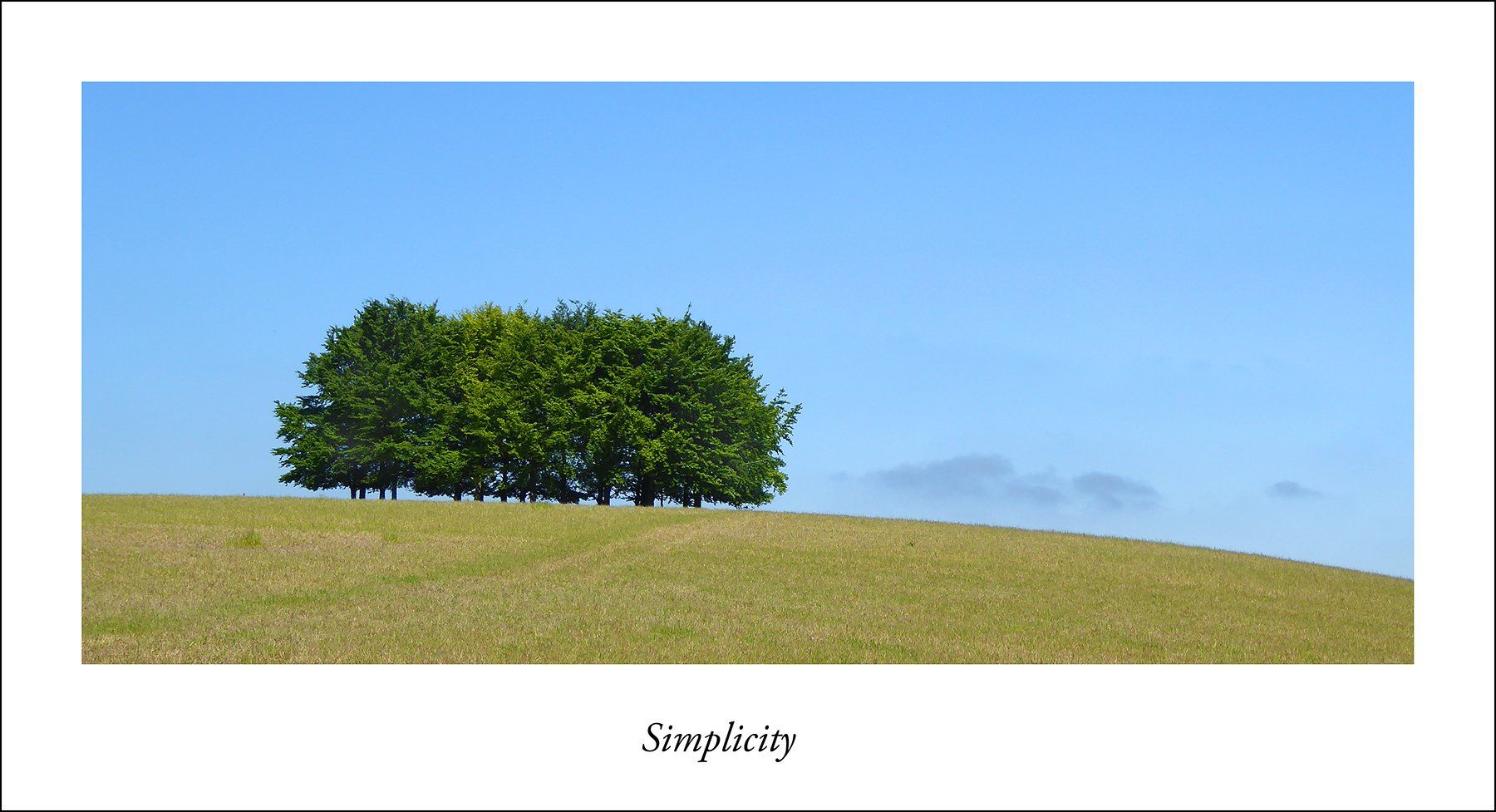 Photo by: Paul Malley a group of trees in a field, against a blue sky