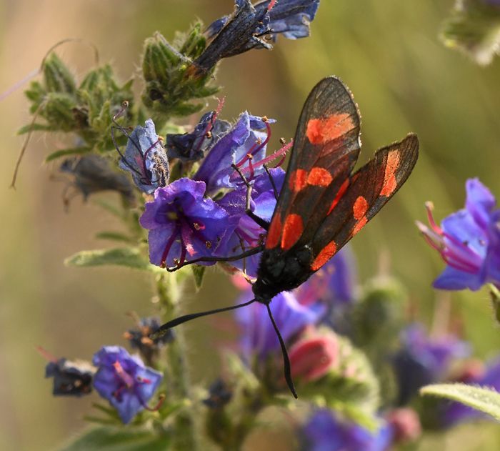 Six Spot Burnet Moth