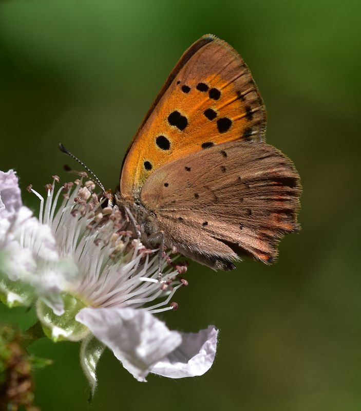 a small copper butterfly