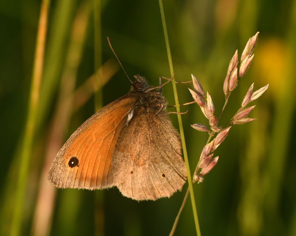 A Small Heath Butterfly