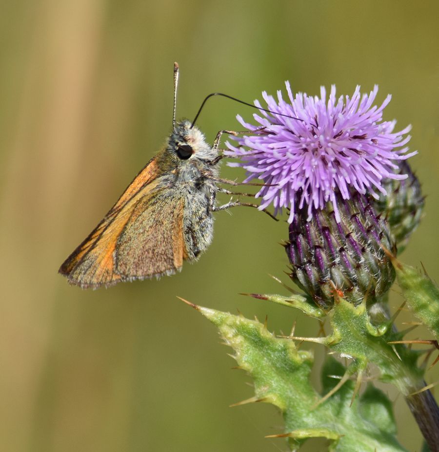 Small Skipper by Graham Harrison A Small Skipper Butterfly