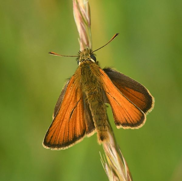 Small Skipper butterfly