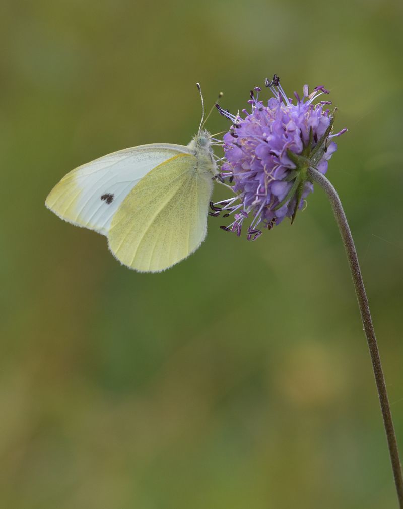 butterflies and insects in woodland