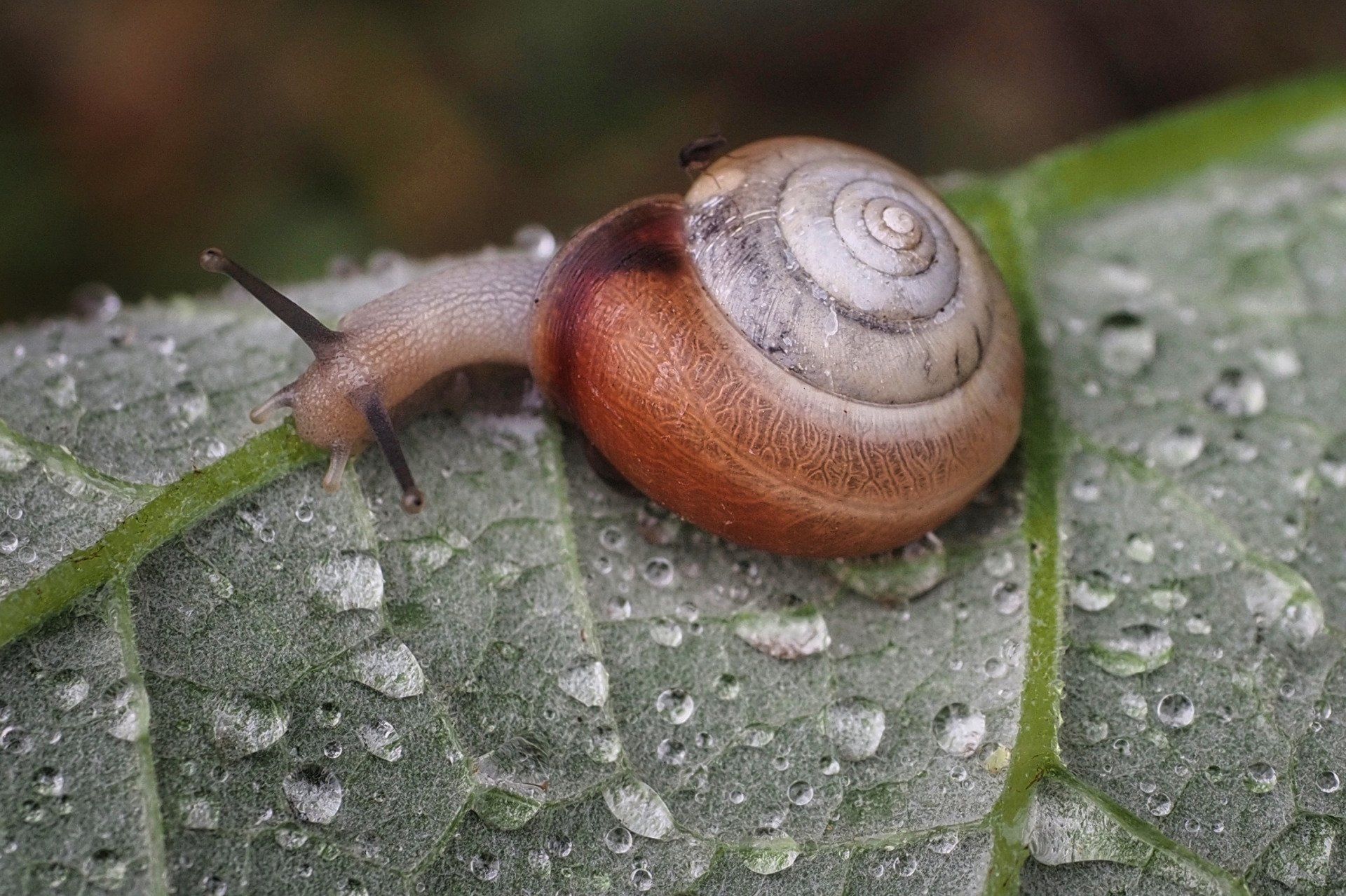Photo by: Derek Smith, on Olympus OM-D E-M5 iii a patterned snail on a wet leaf with raindrops