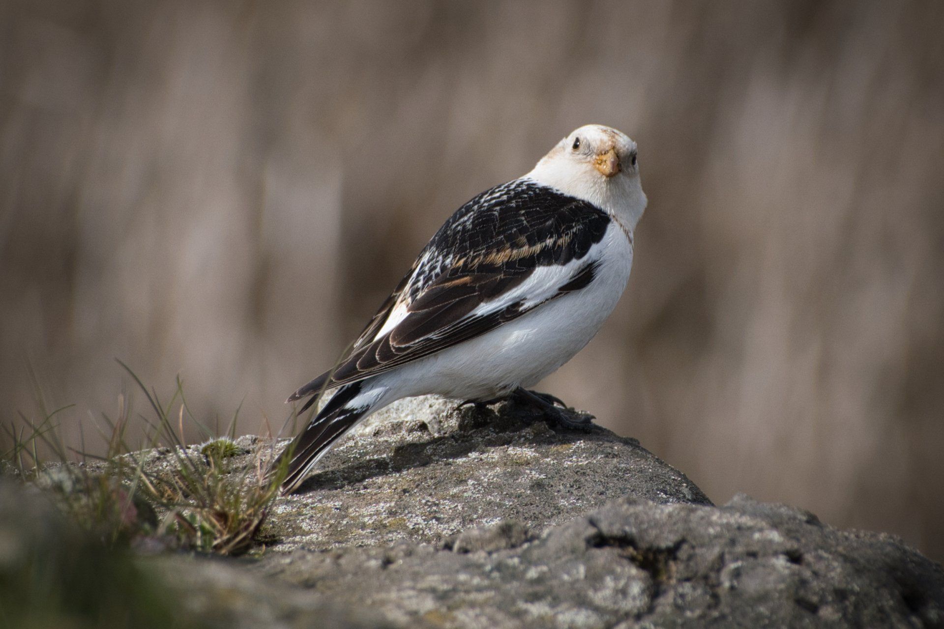 a snow bunting sitting on a ledge