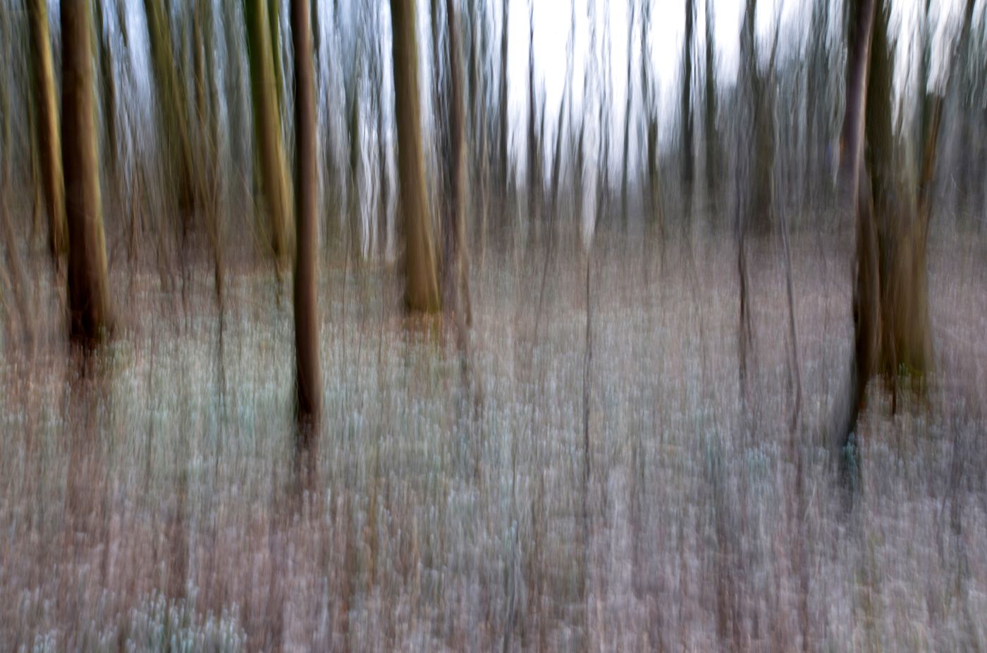 a intended camera movement photo of snowdrops in woodland