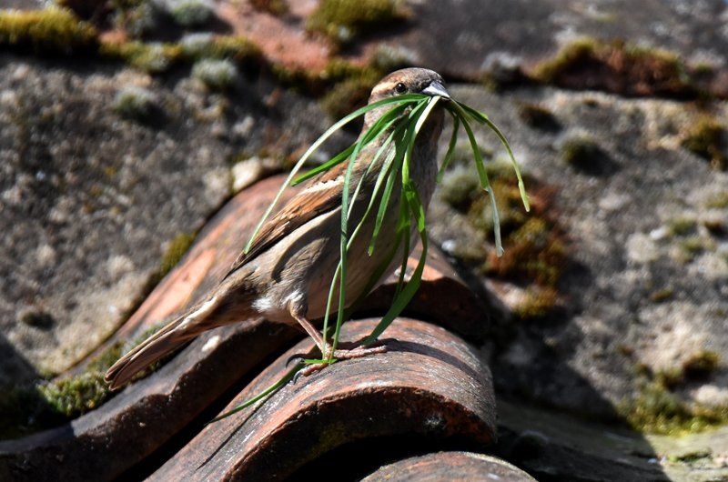 sparrow collecting nesting material