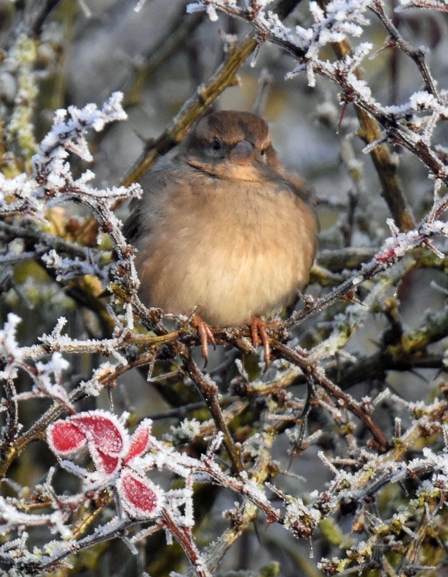 Photo by Graham Harrison a sparrow in a hedgerow