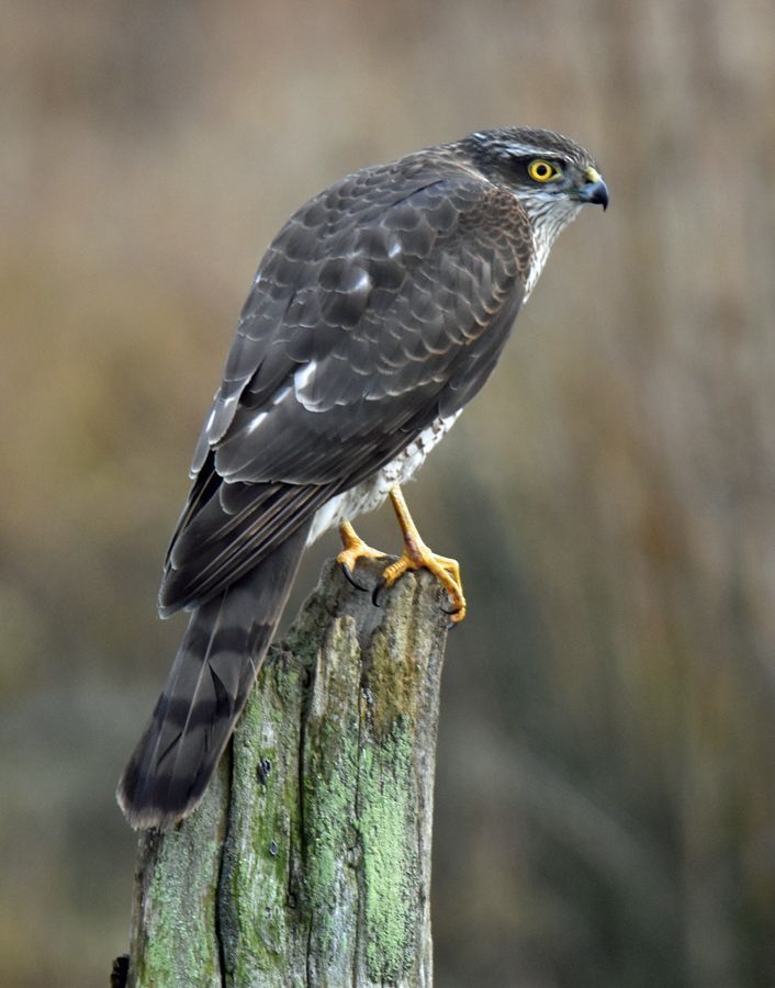 a sparrowhawk on a fence post