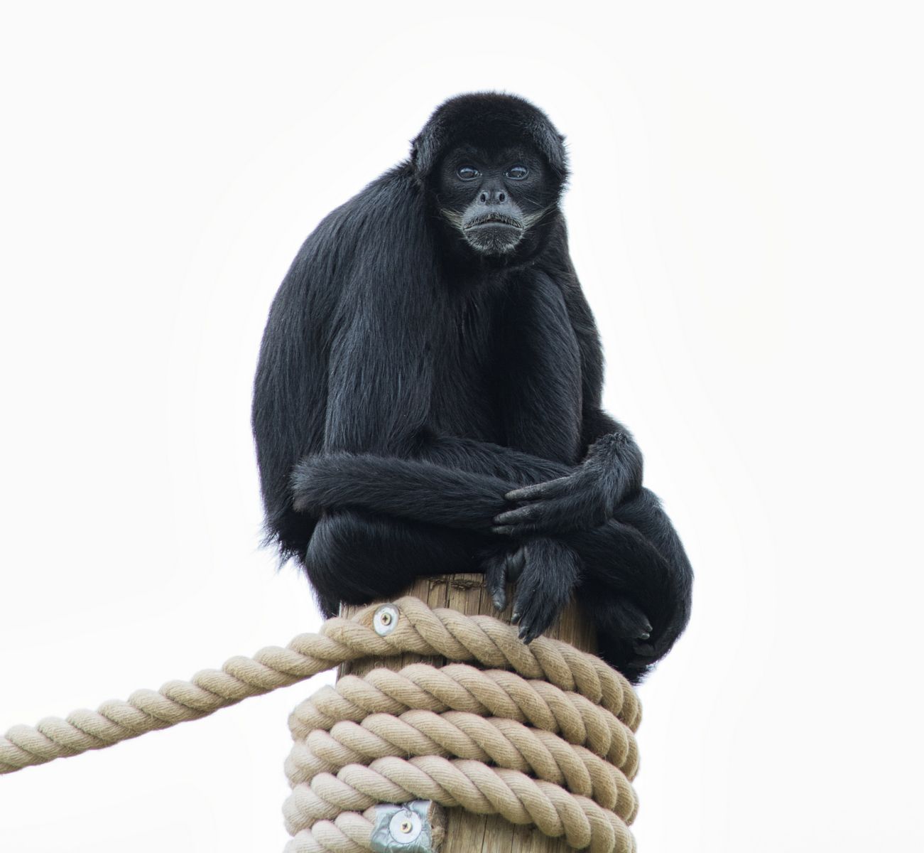 a Spider monkey on a post