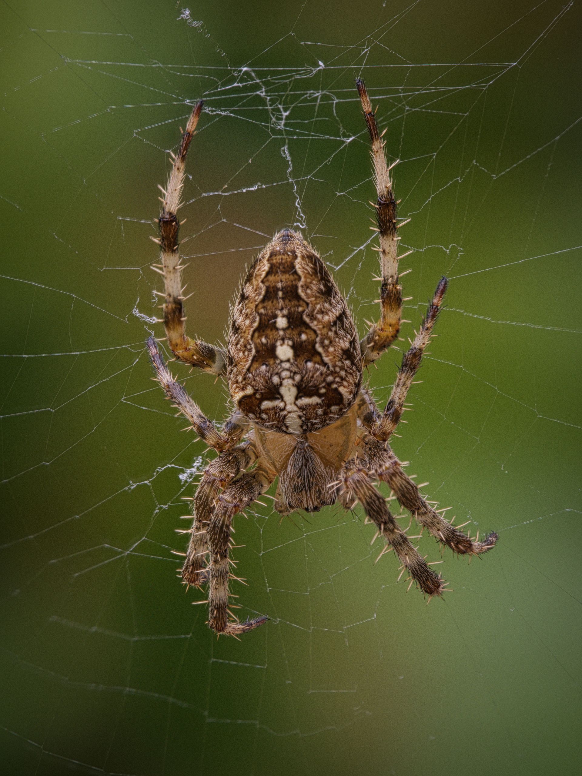 Garden spider