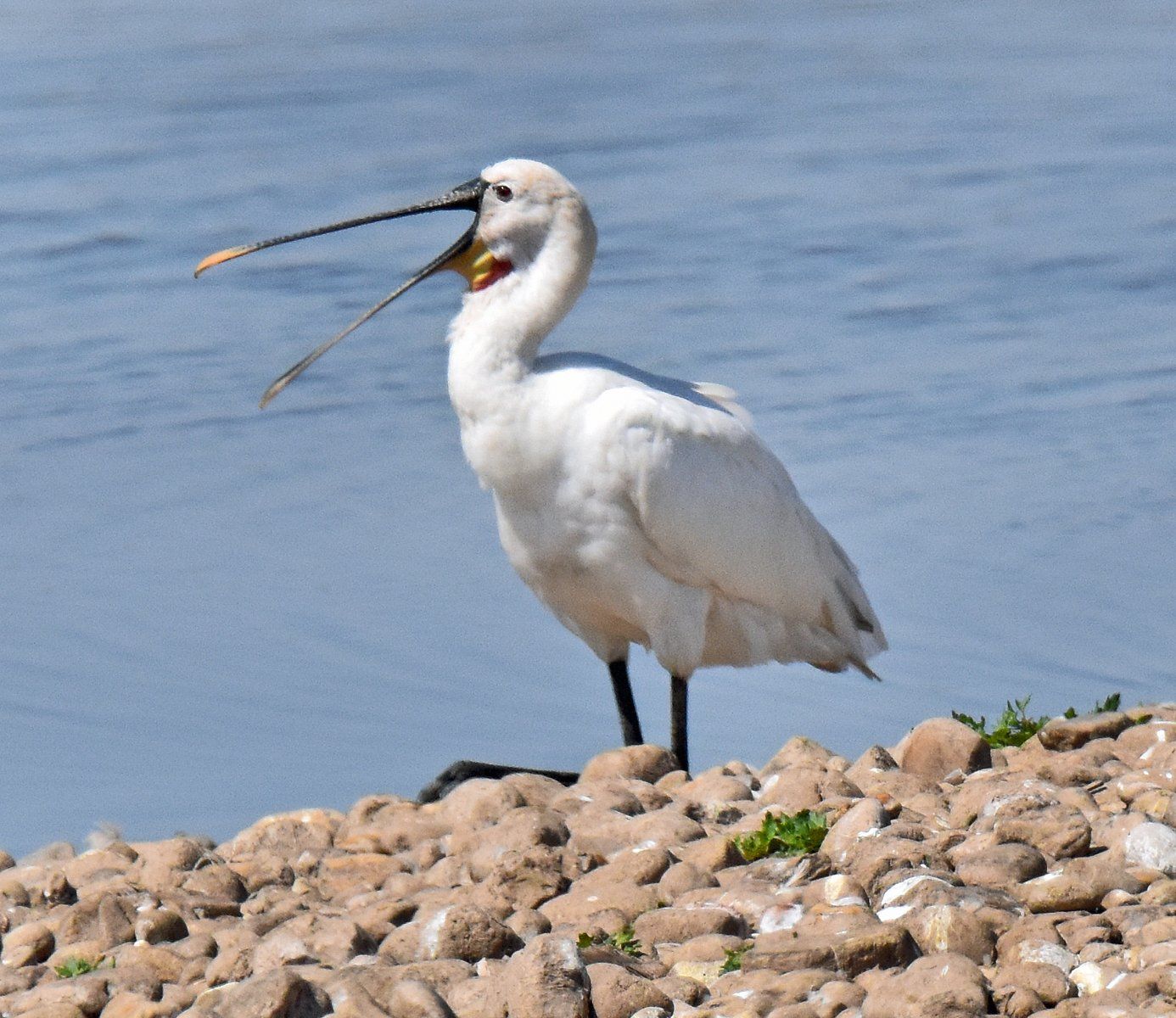 a spoonbill on an island