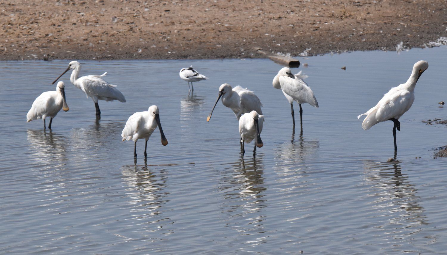 spoonbills at gibraltar beach