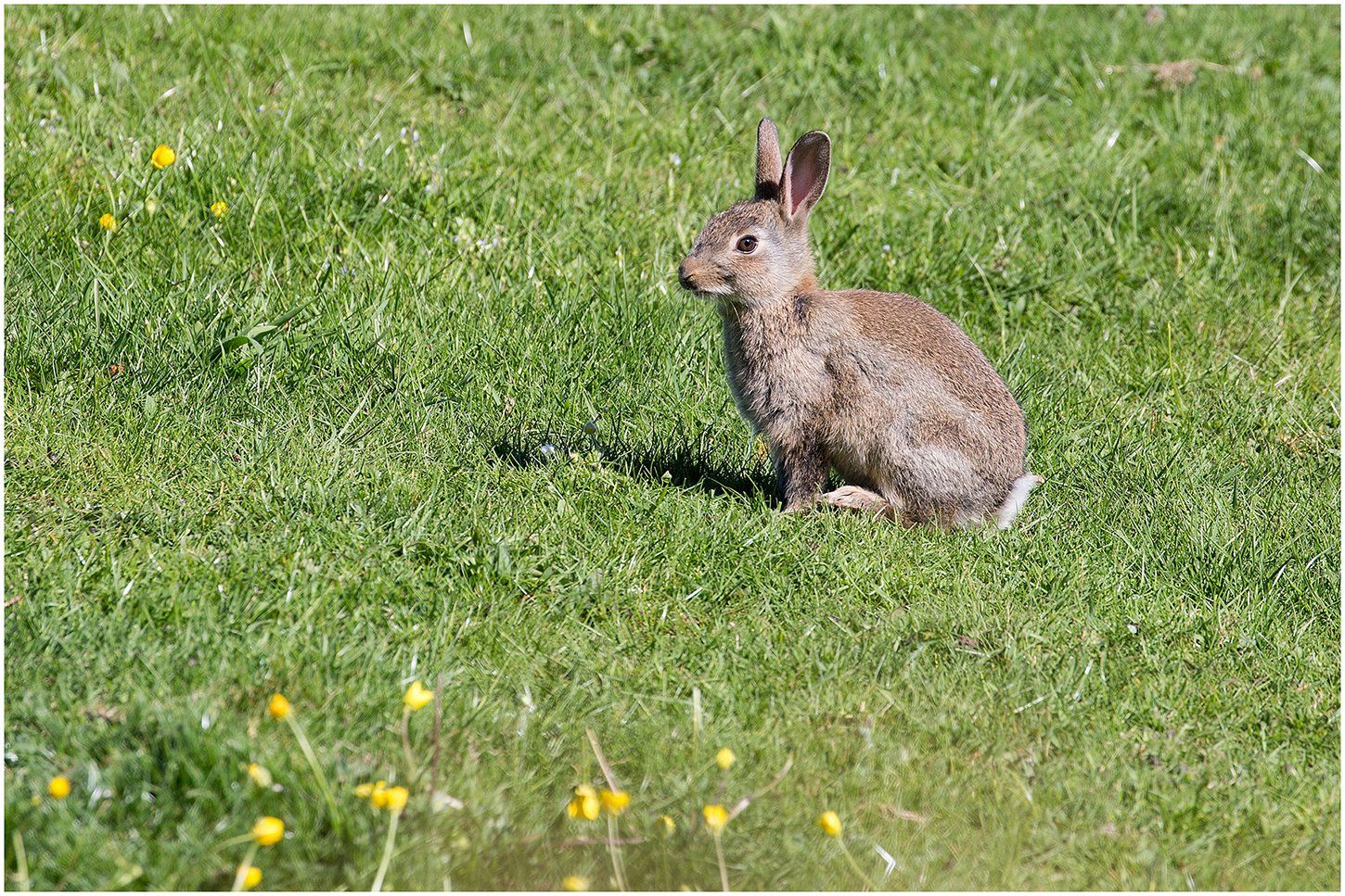 Photo by: Paul Malley a rabbit in a field