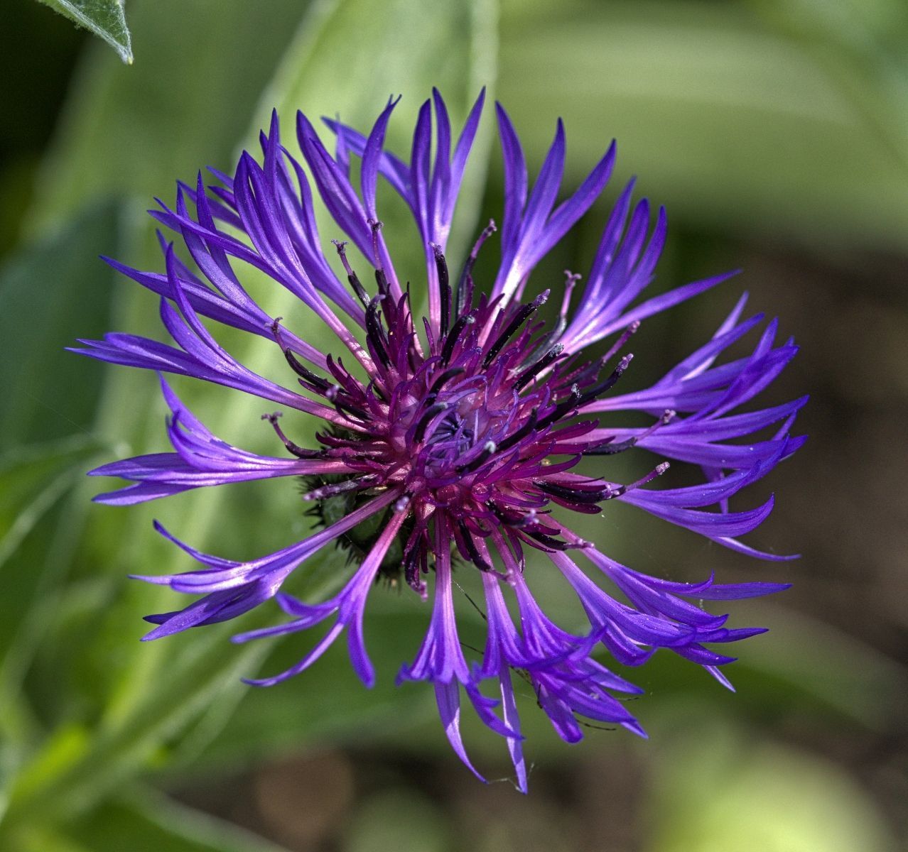 Spring Mountain Cornflower
