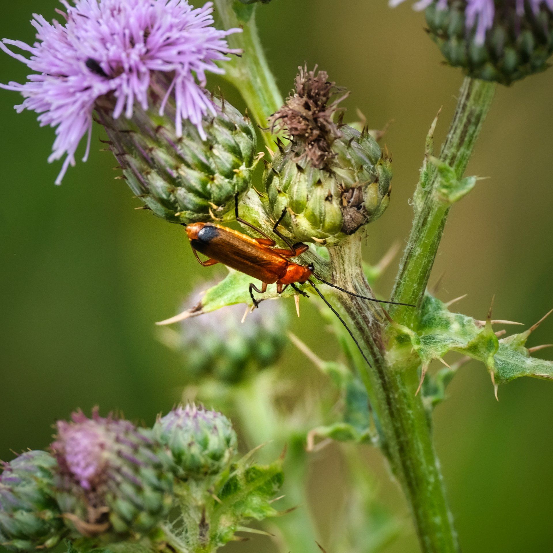 Cardinal Beetle by Derek Smith a cardinal beetle on a thistle plant
