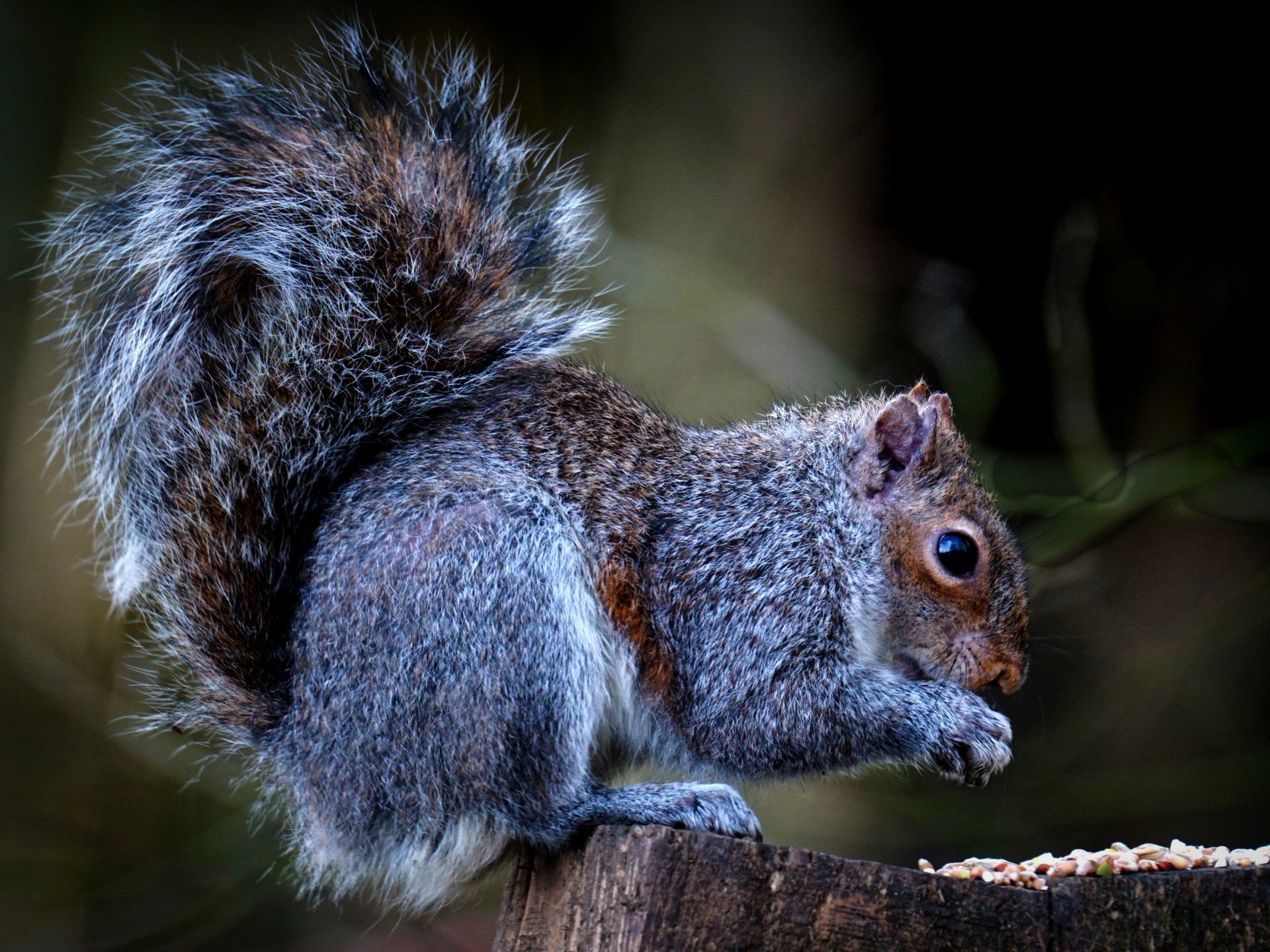 Photo by: Derek Smith a squirrel feeding