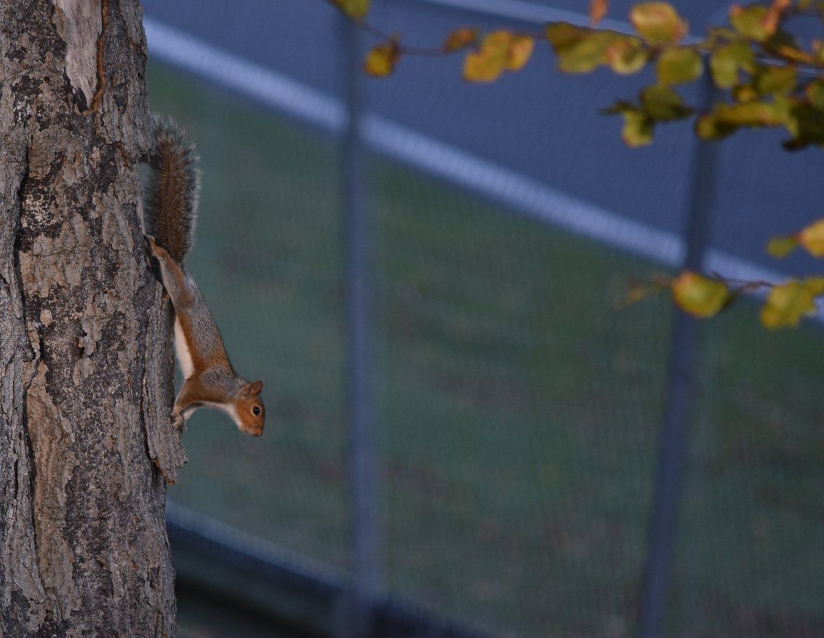 Photo by Graham Harrison a squirrel on a tree at cadwell park
