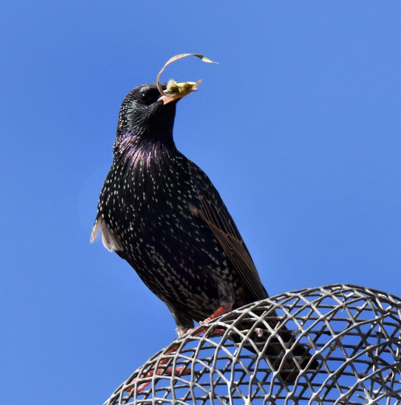 starling