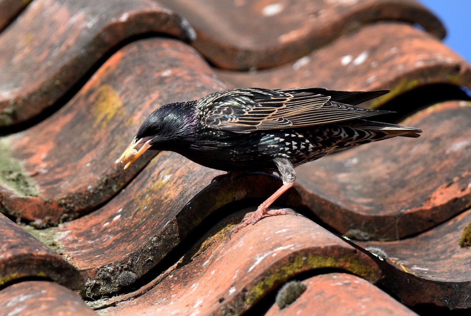 starling with food