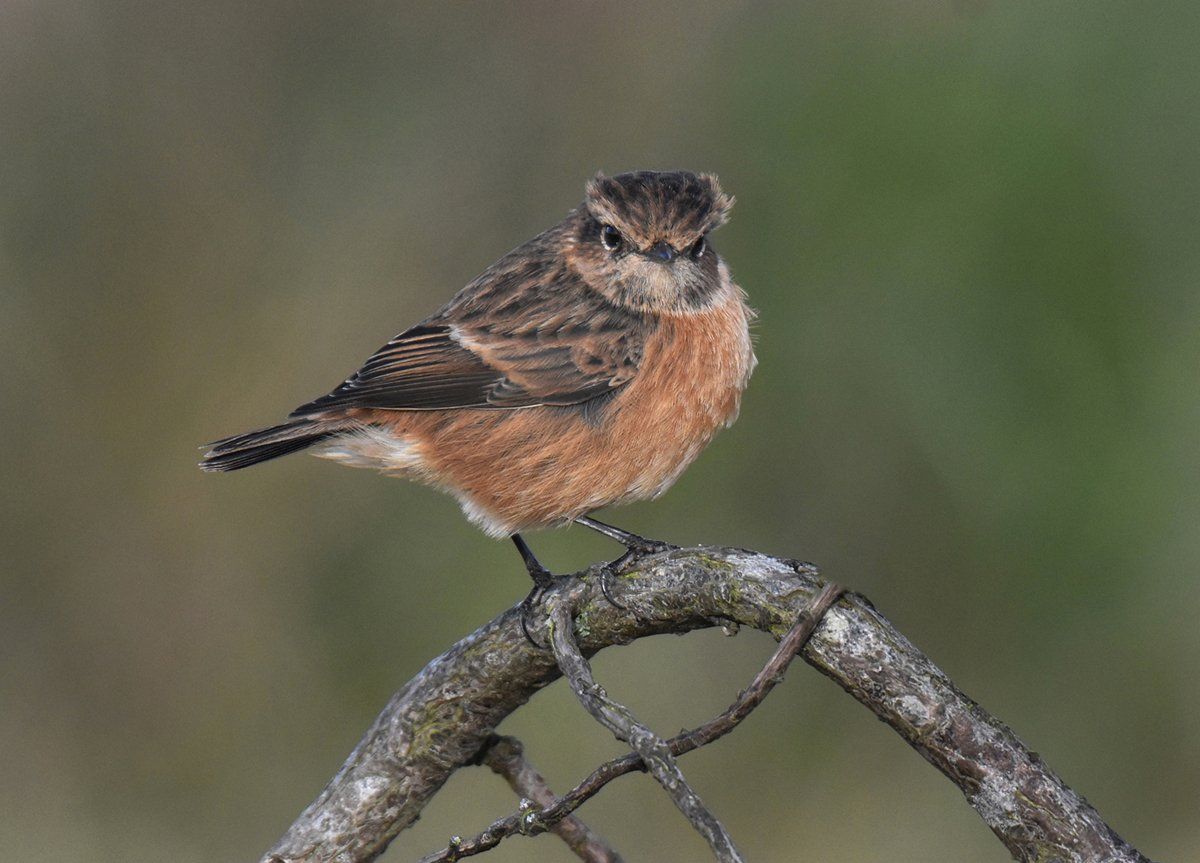 a stonechat bird on a branch
