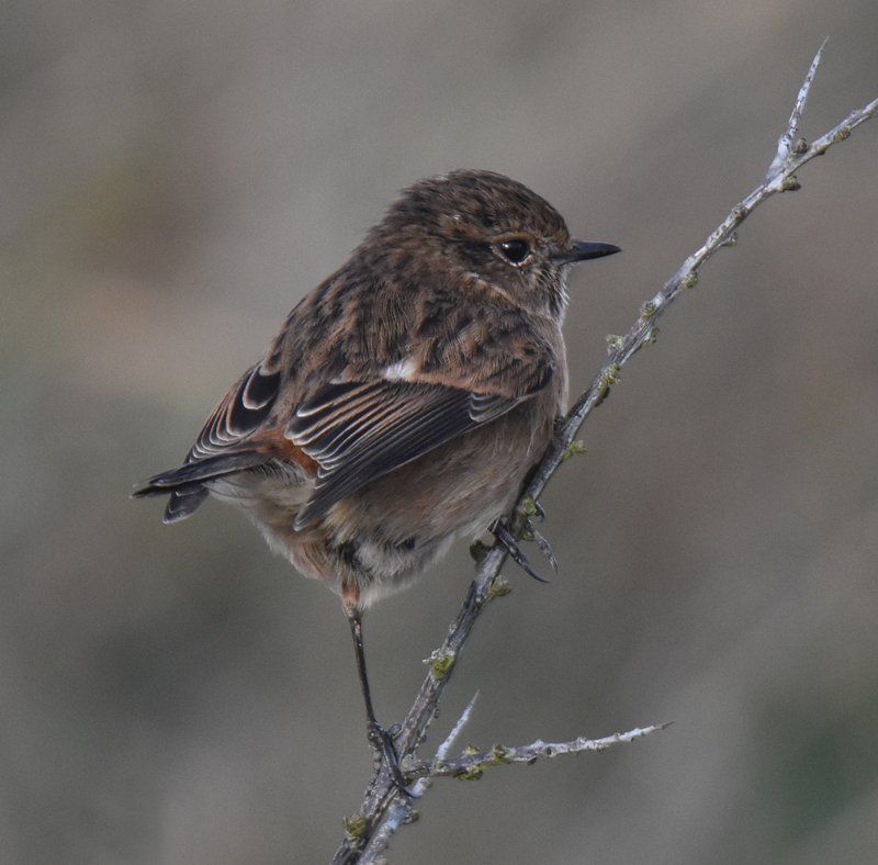Stonechat by Graham Harrison a stonechat bird