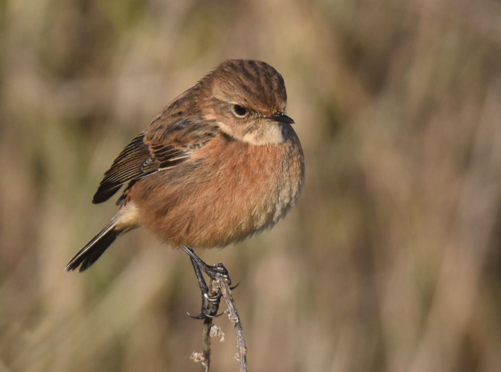 a stonechat bird at gibraltar point