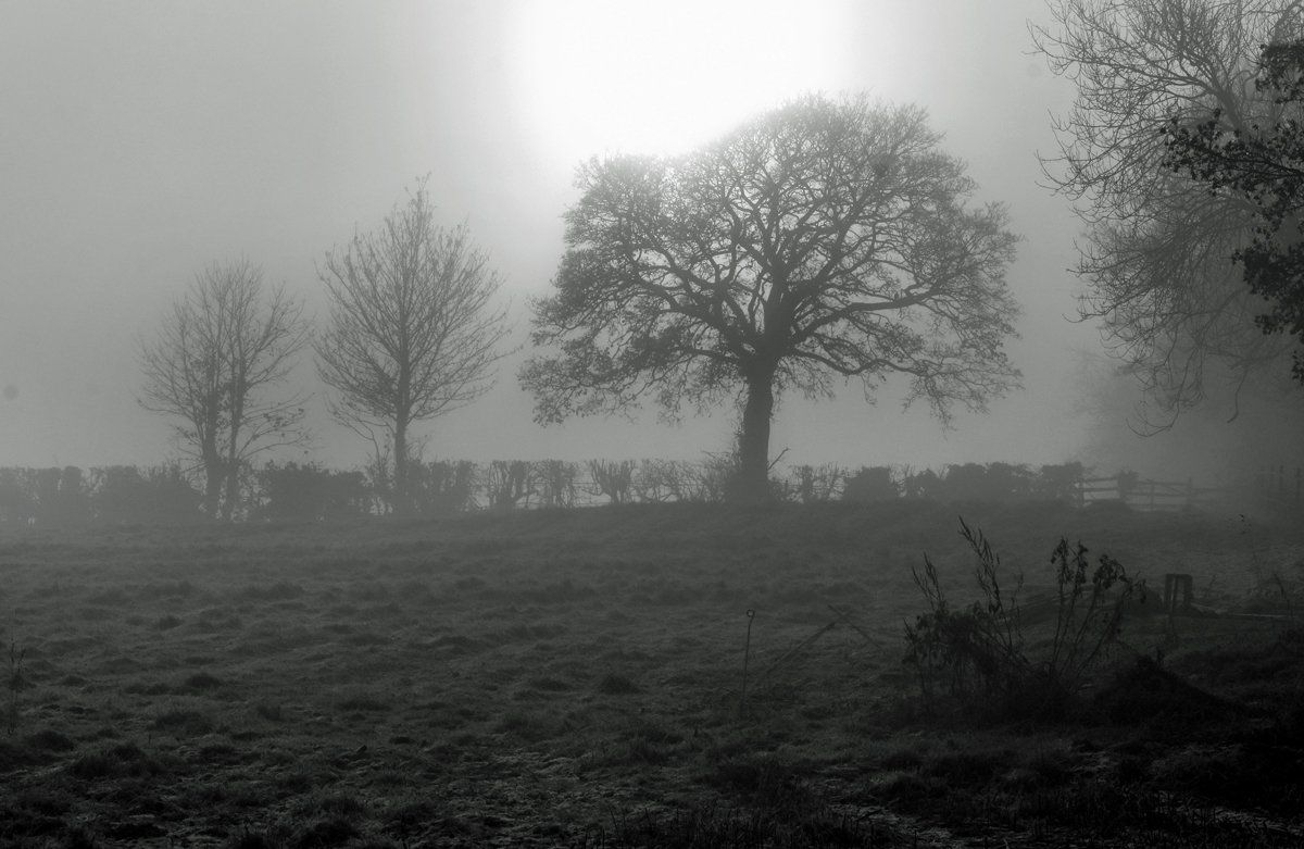 images from a frosty, foggy winters day