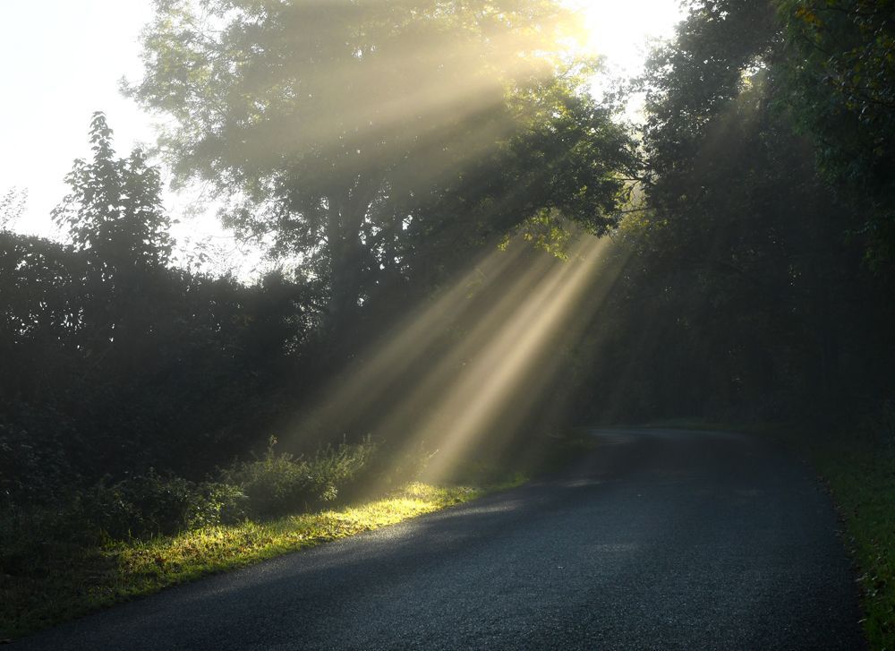 Sunlight beams through fog by Graham Harrison Sunlight beams through fog