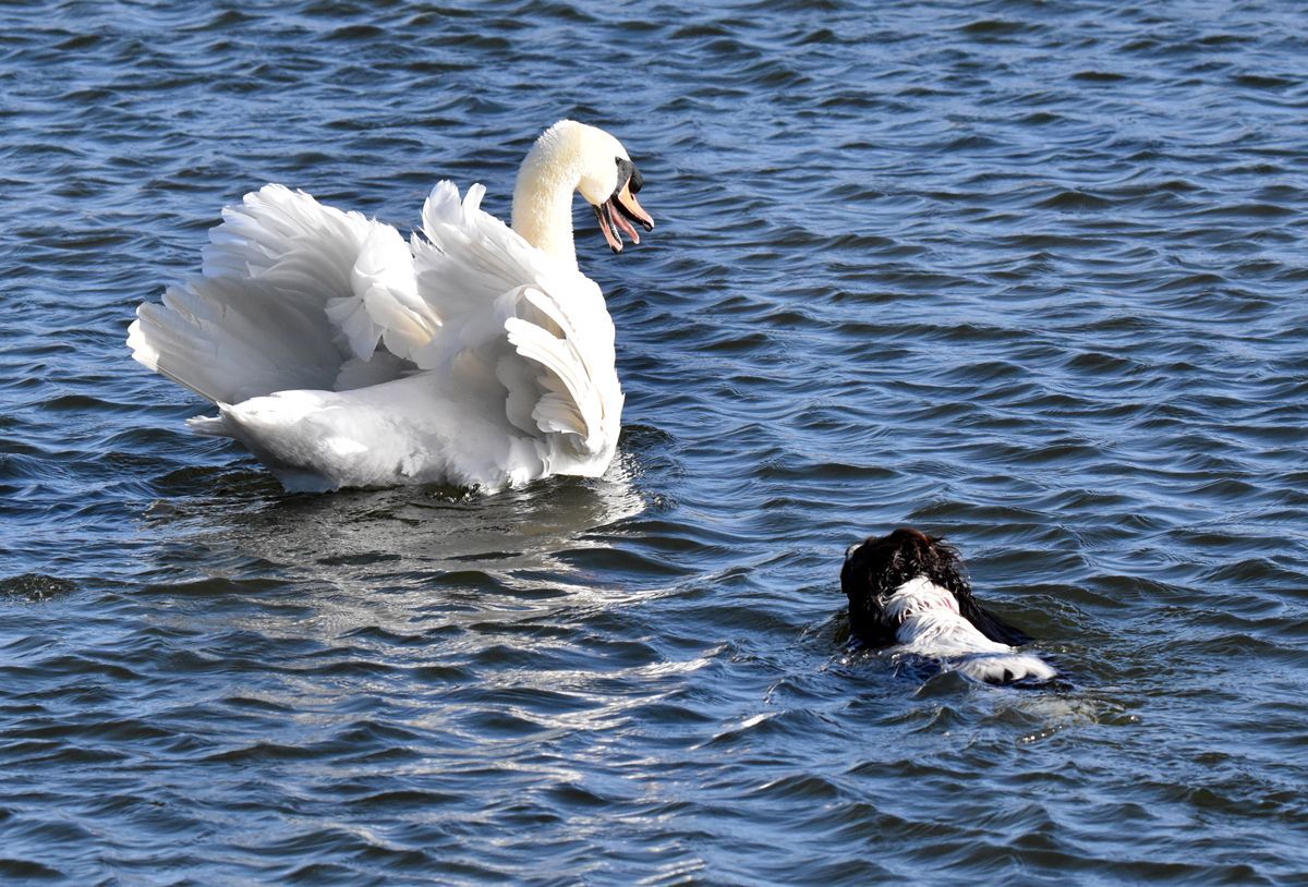 Photo by Graham Harrison a swan being bothered by a swimming dog