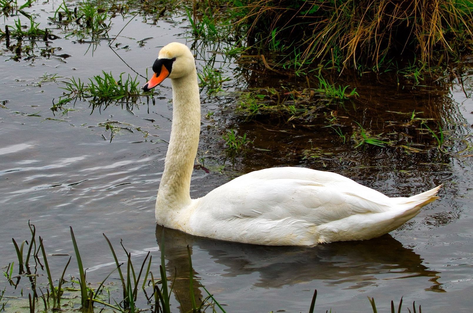 Swan on the Bain by Derek Smith A white swan on a river