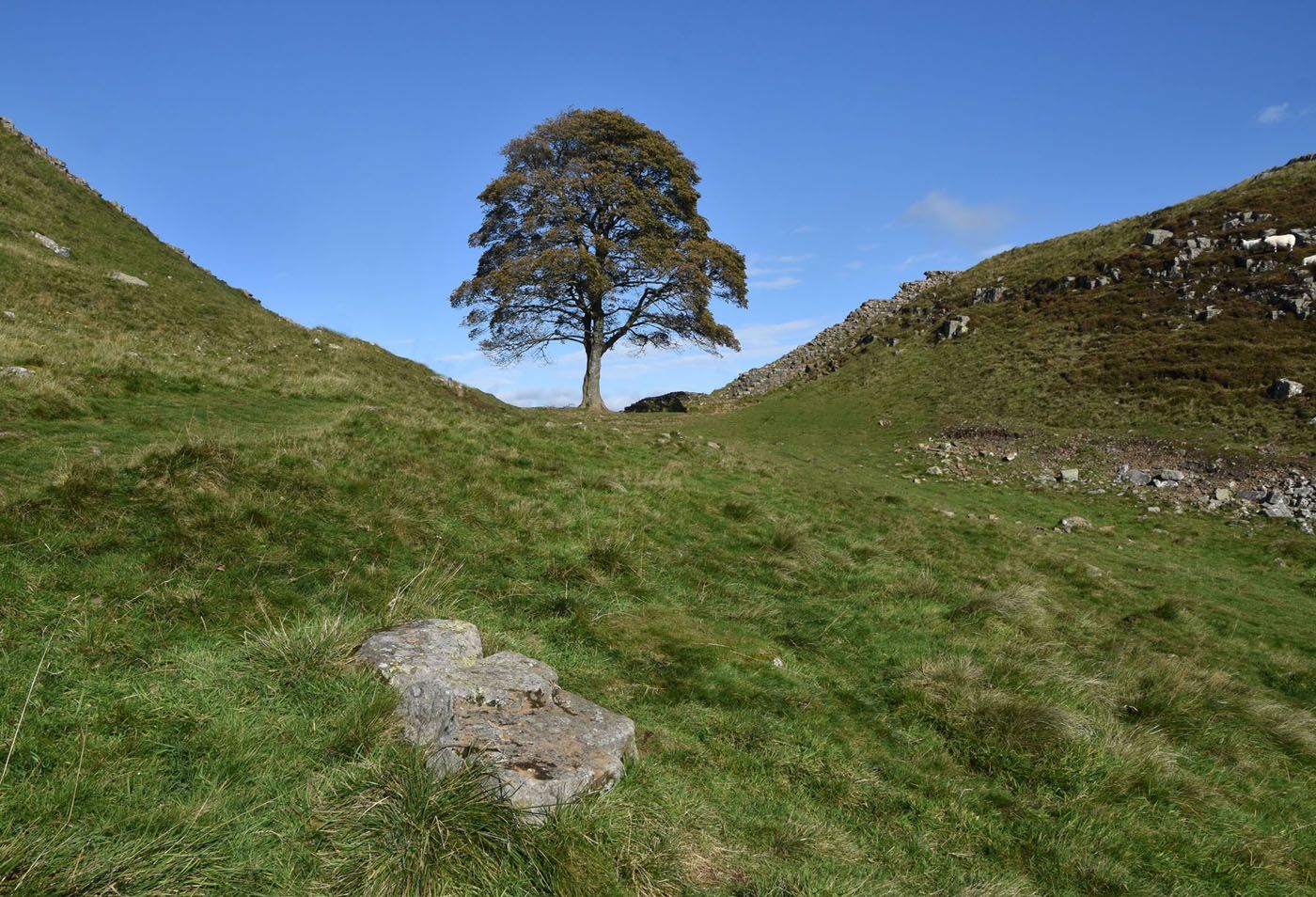 Sycamore Gap photo by Graham Harrison the Sycamore Gap tree on Hadrians Wall