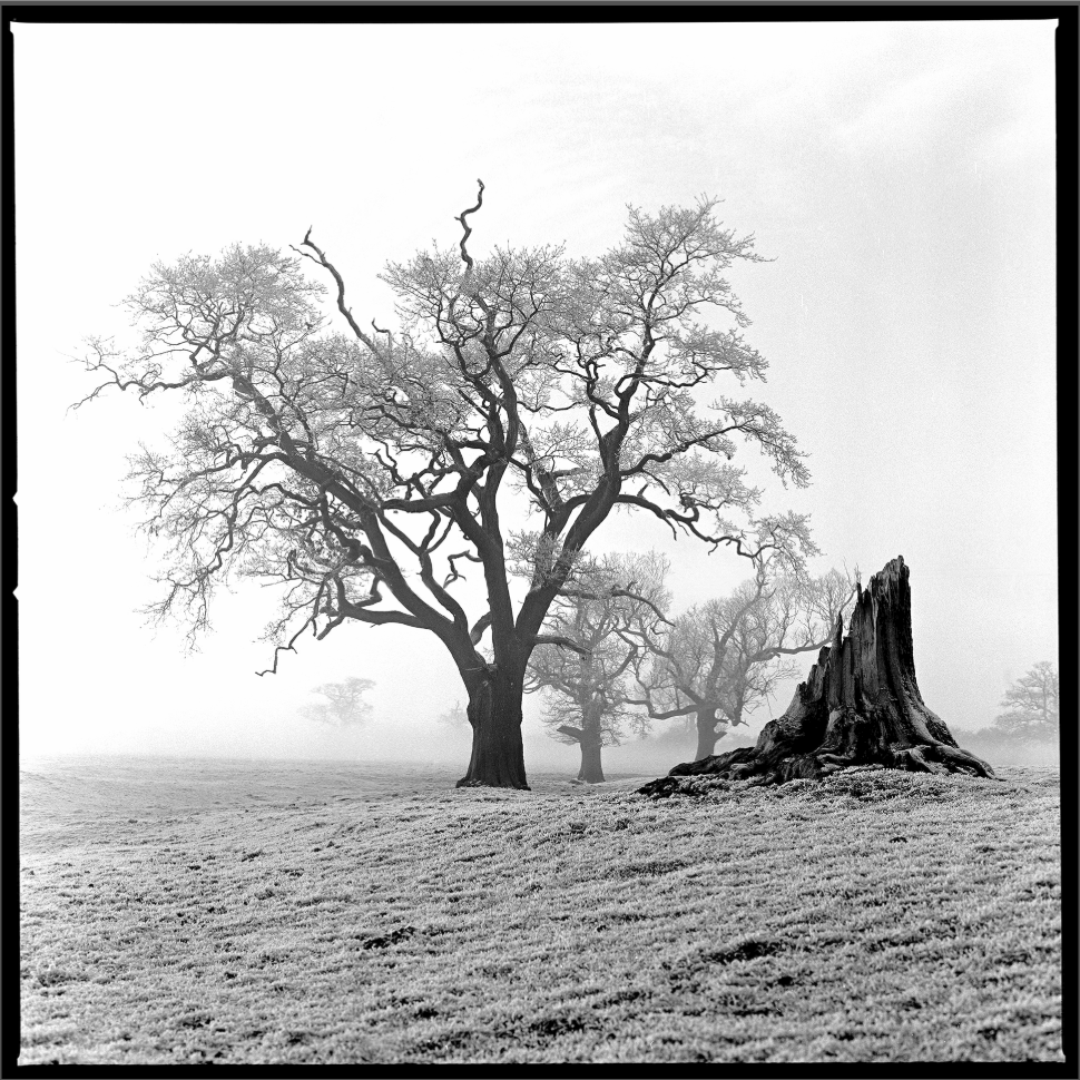 an image of a live tree, beside a dead tree