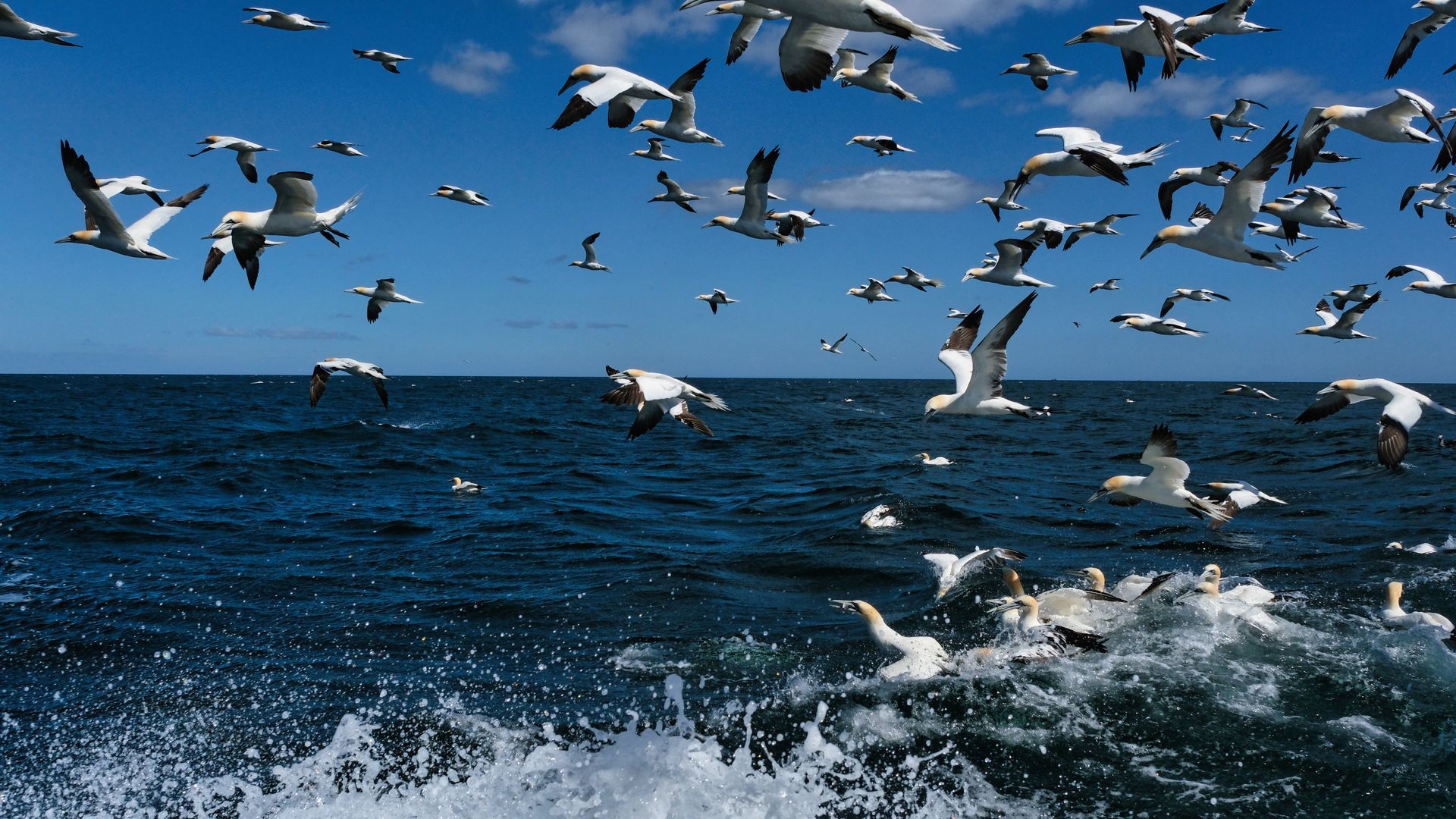 a flock of gannets out at sea