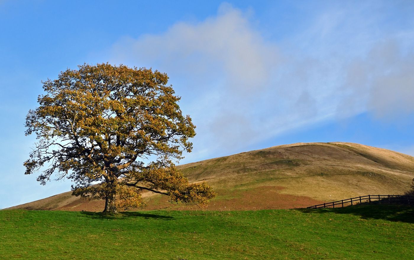 The Sedbergh Tree