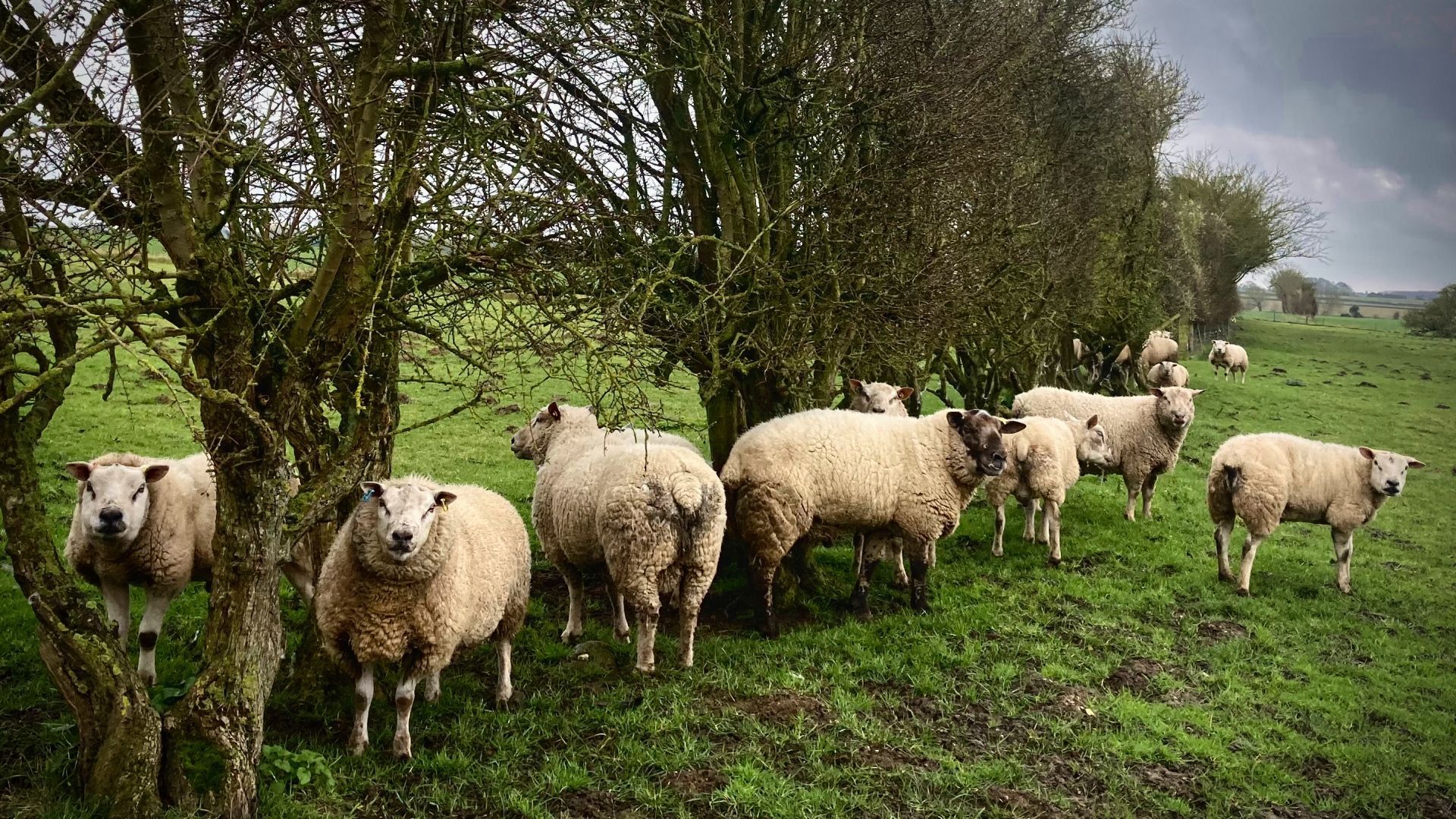Sheep sheltering under a hedge