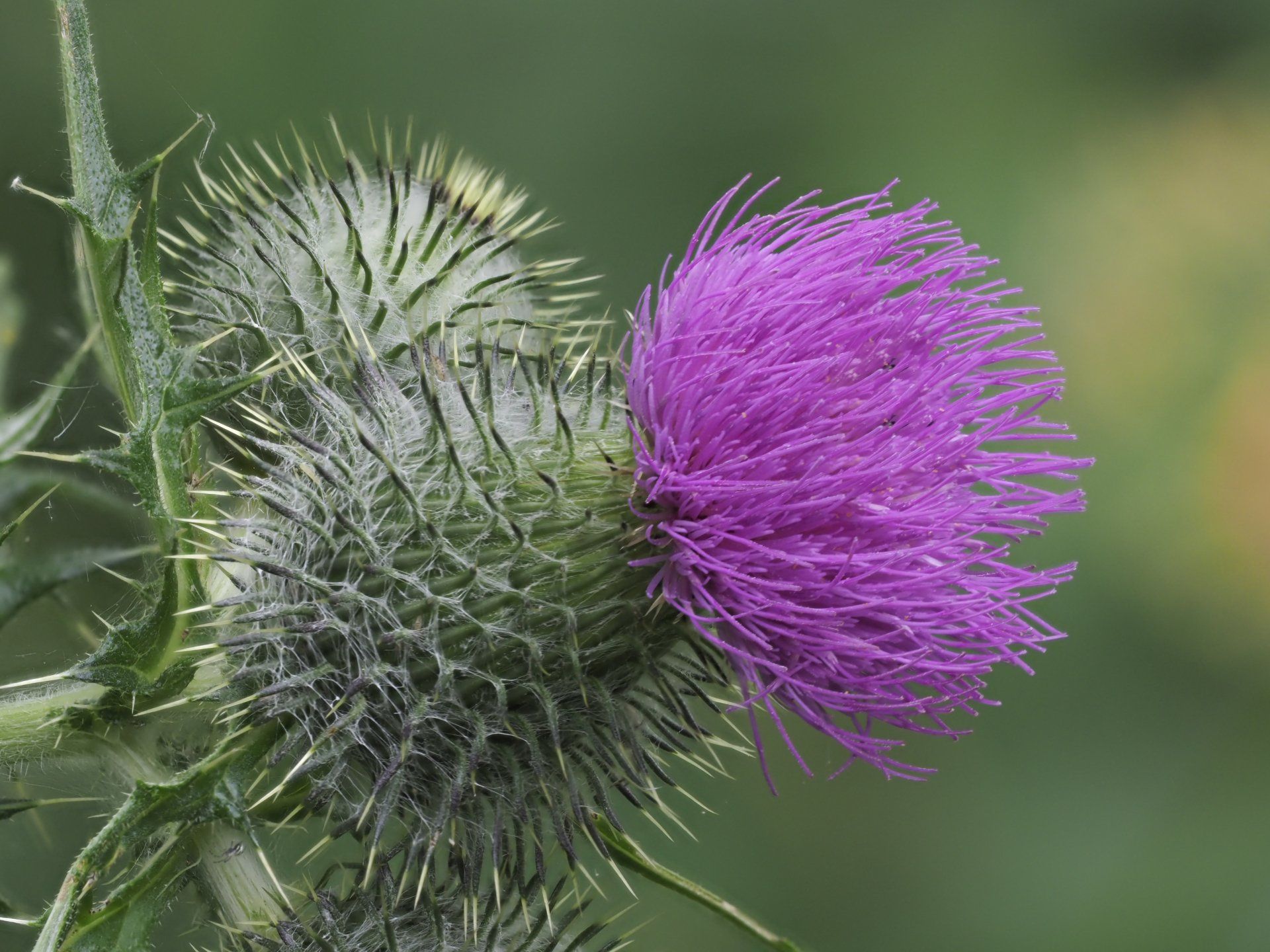 Thistle by: Derek Smith a thistle in flower