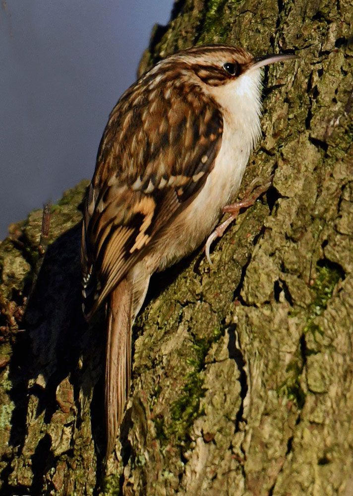 A Tree Creeper by Graham Harrison a tree creeper bird on a tree trunk