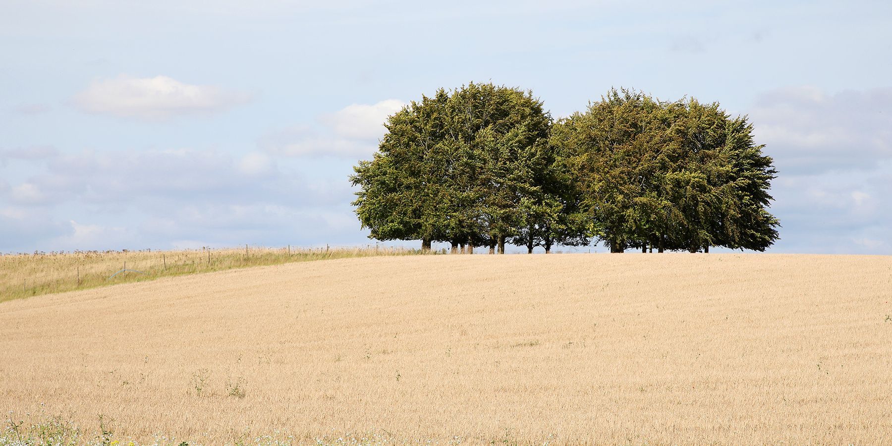 two trees on a hill top skyline