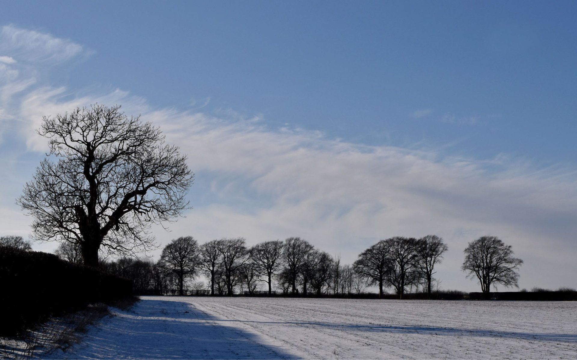 trees on the edge of a snowy field