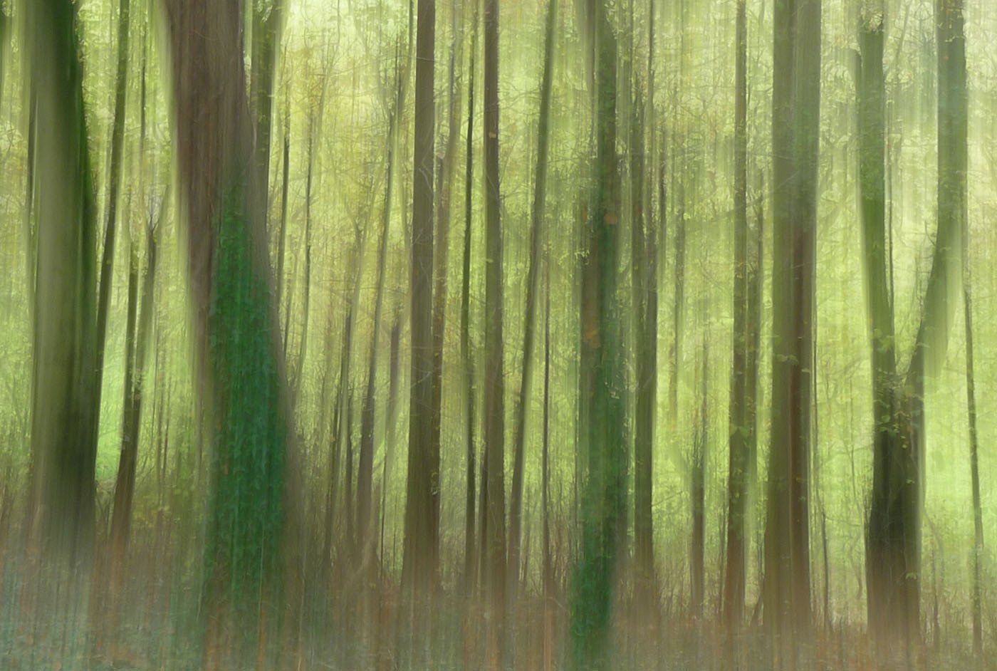 blurred trees