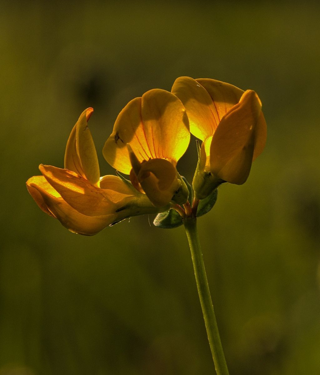 A Birdsfoot Trefoil flower