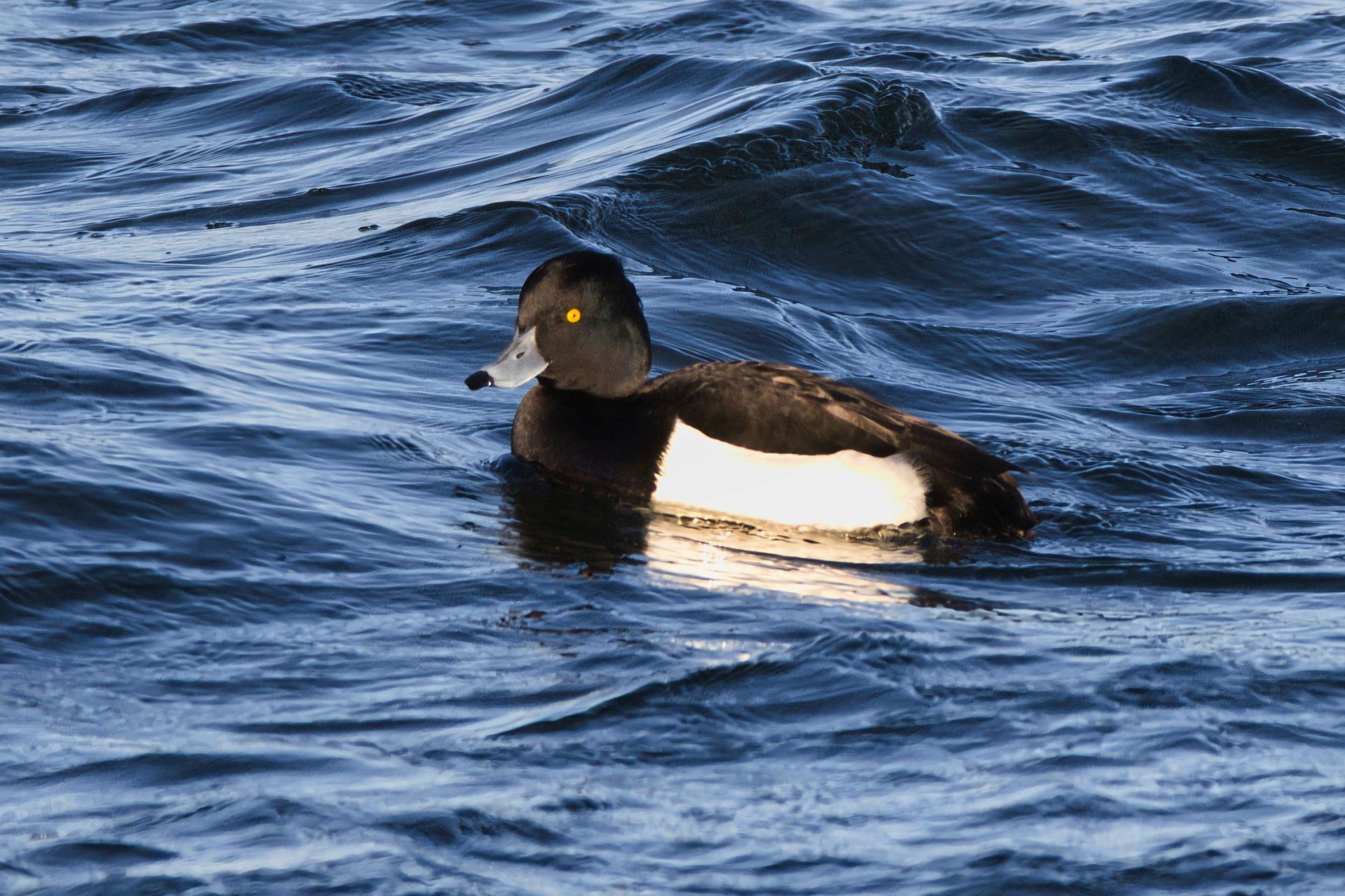 a tufted duck in water