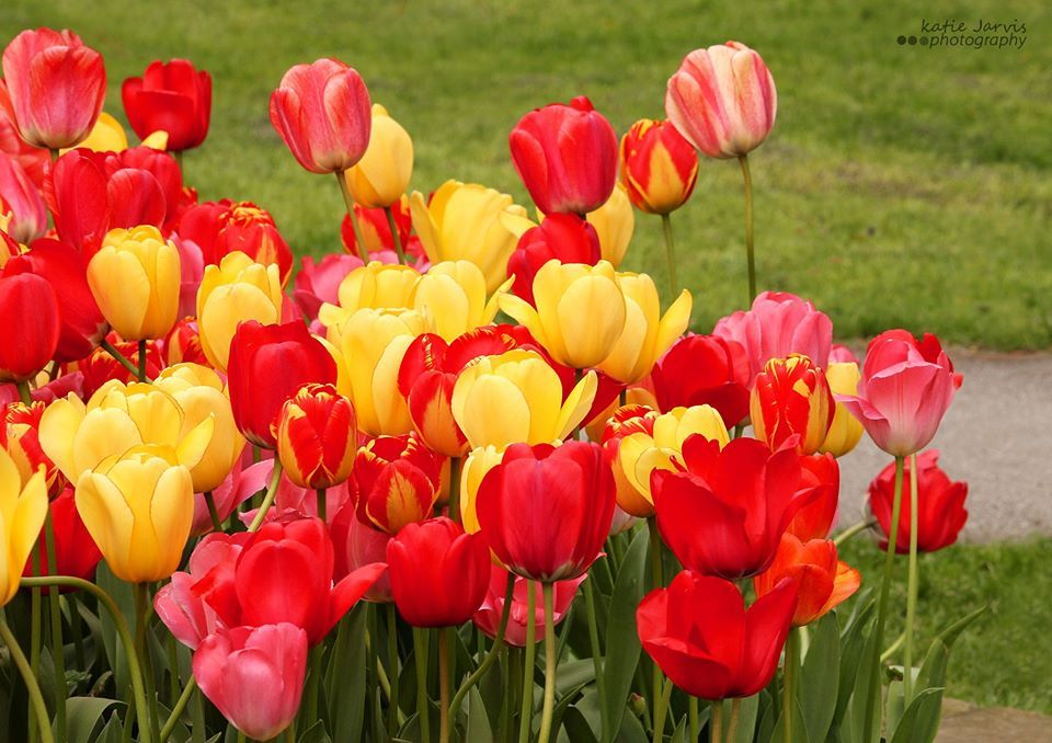 tulips