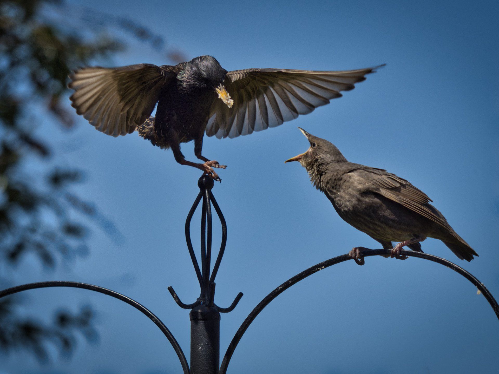a starling parent feeding one of it's young