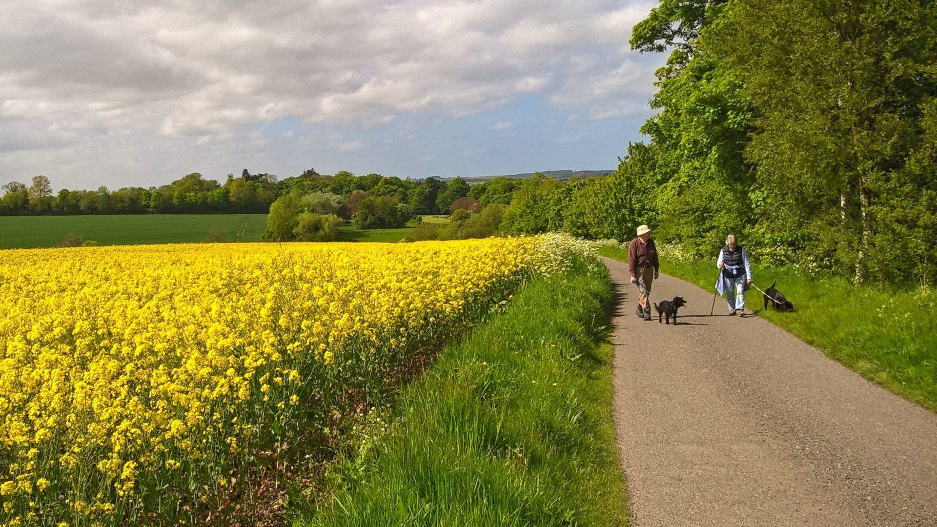 Dog Walkers by: Derek Smith dog walkers beside a field of oil seed rape in full bloom