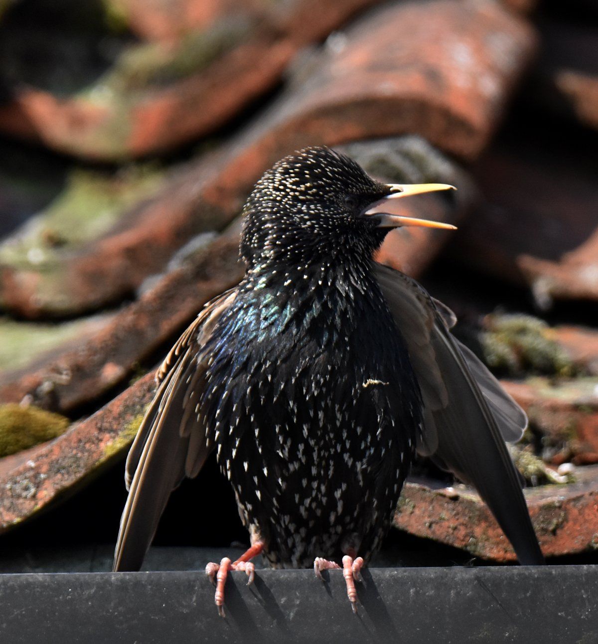 a starling stretching his wings