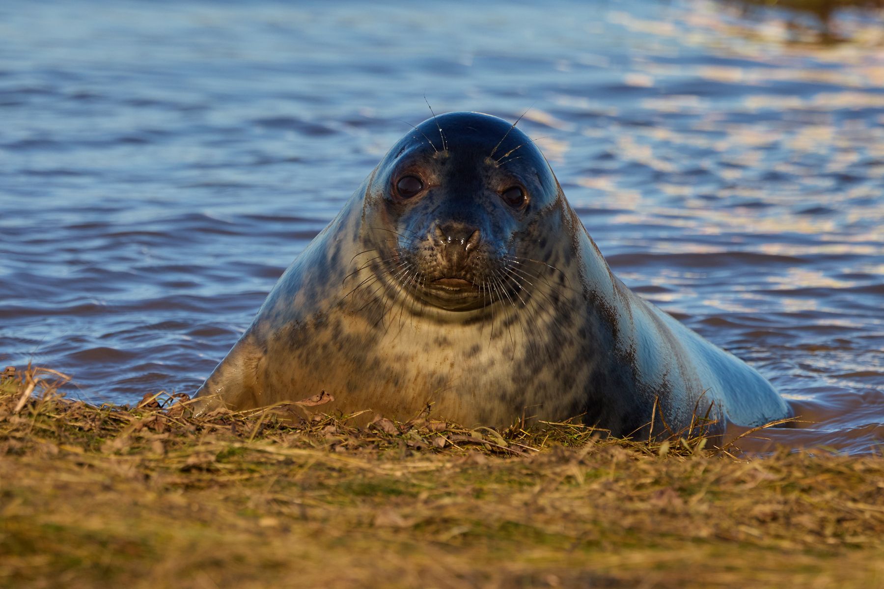 A seal on the waters edge