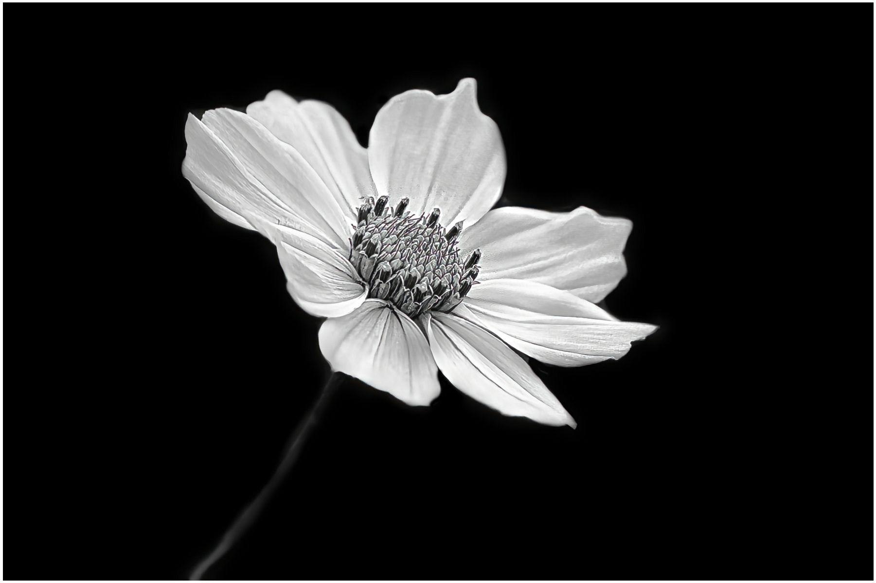 White Cosmos by Harry Kerman a white cosmos flower